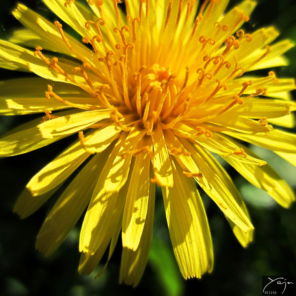 Yellow Dandelion